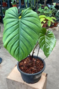 Philodendron Columbia 4”