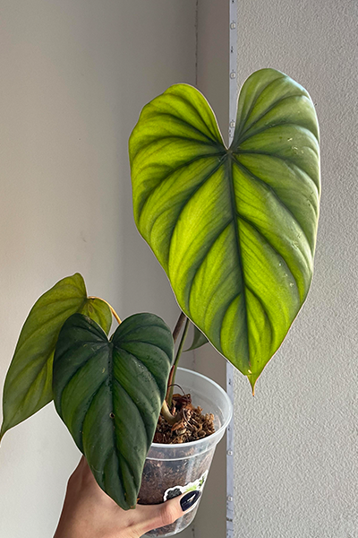 Philodendron Columbia 6”