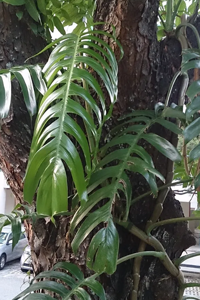 Philodendron Dragon Tail 10” HB