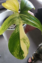 Philodendron Florida Beauty 7”