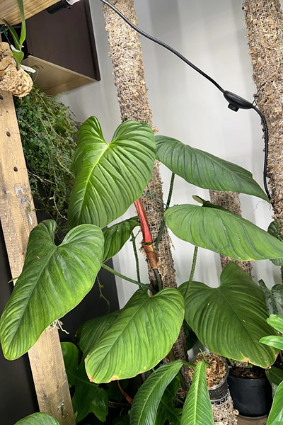 Philodendron Fuzzy Petiole 5”