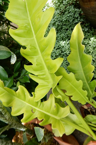 Philodendron Golden Crocodile 6”