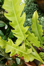 Philodendron Golden Crocodile 6”