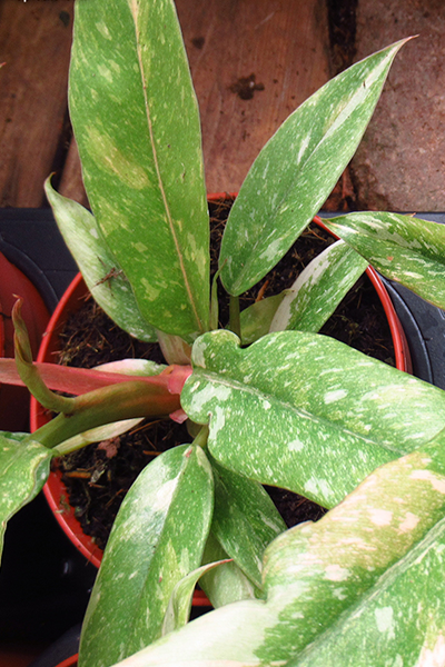 Philodendron Green Congo Variegated 6”