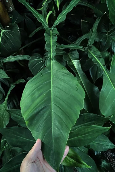 Philodendron Joepii 4”