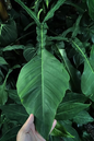 Philodendron Joepii 4”