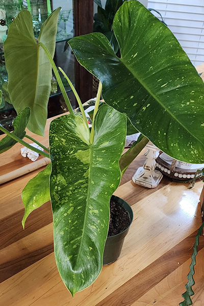 Philodendron Jose Buono 2”