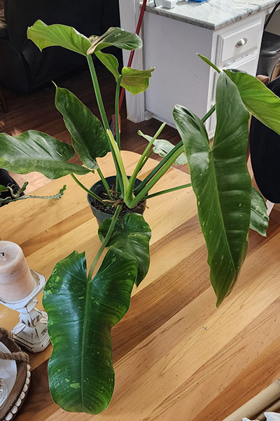 Philodendron Jose Buono 4”