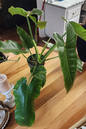 Philodendron Jose Buono 4”