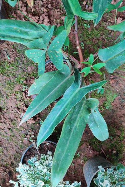 Philodendron Mexicanum 12”