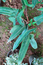 Philodendron Mexicanum 12”
