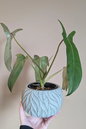 Philodendron Mexicanum 6”
