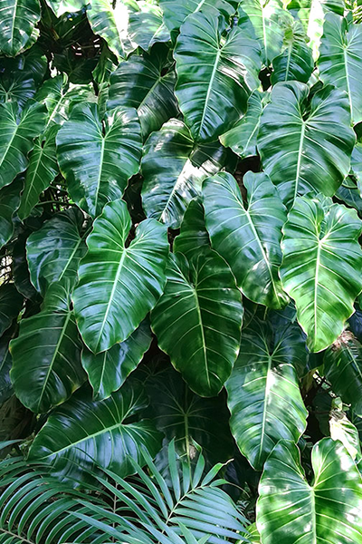Philodendron Narrow 6”