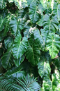 Philodendron Narrow 6”