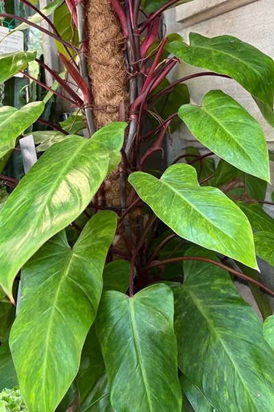 Philodendron Painted Lady 6”