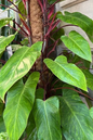 Philodendron Painted Lady 6”