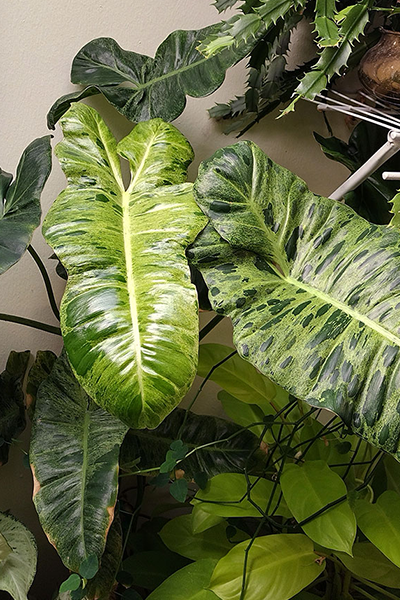 Philodendron Paraiso Verde 2”