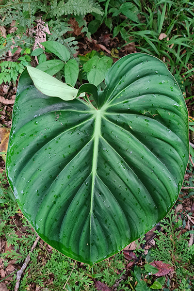 Philodendron Peltatum 6”