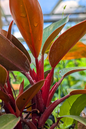 Philodendron Red Congo 10”