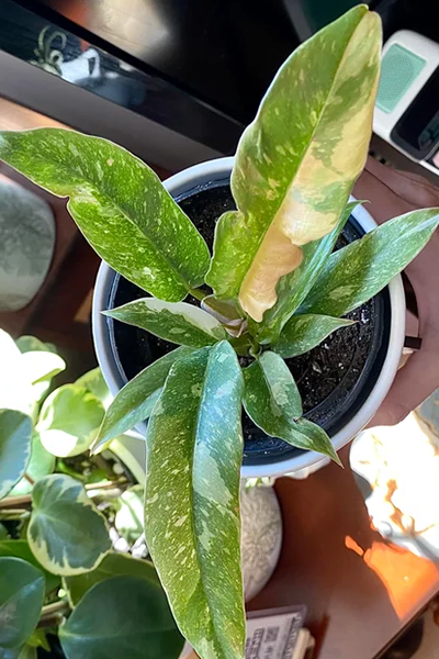 Philodendron Ring of Fire 2”