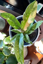 Philodendron Ring of Fire 2”