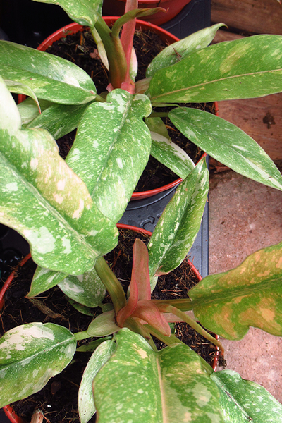 Philodendron Ring of Fire 4”
