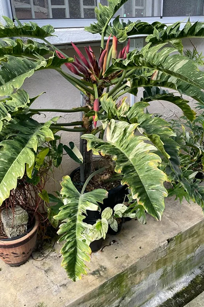 Philodendron Ring of Fire 6”