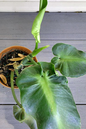 Philodendron Rugusom Aberrant 4”