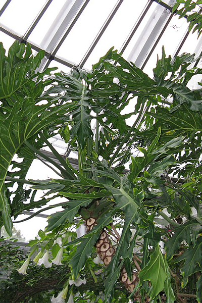 Philodendron Selloum 14”