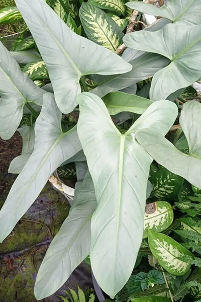 Philodendron Silver Sword 4”
