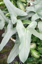 Philodendron Silver Sword 4”