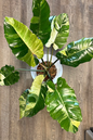 Philodendron Snowdrift 2”