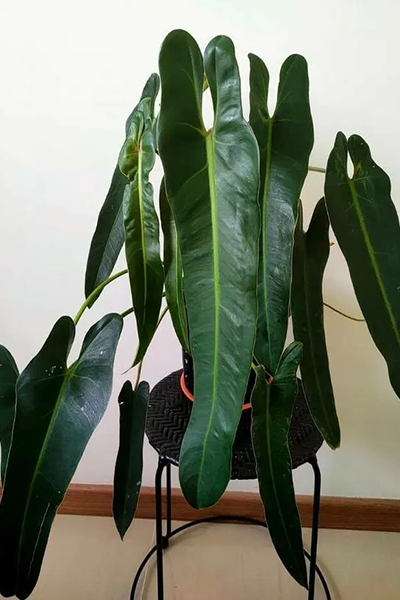 Philodendron Spiritus Sancti 6”