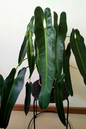 Philodendron Spiritus Sancti 6”