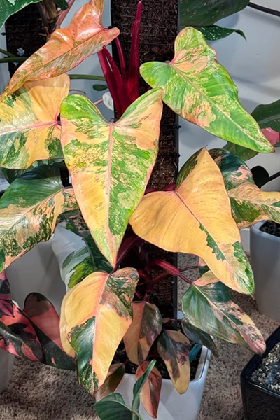 Philodendron Strawberry Shake 6”