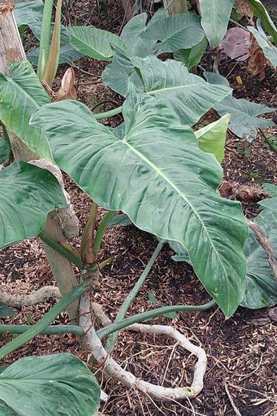 Philodendron Subhastatum 4”