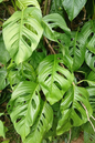 Philodendron Swiss Cheese 4”