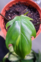 Philodendron Tahiti 4”