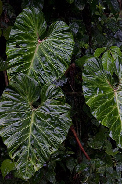 Philodendron Verrucosum 4”