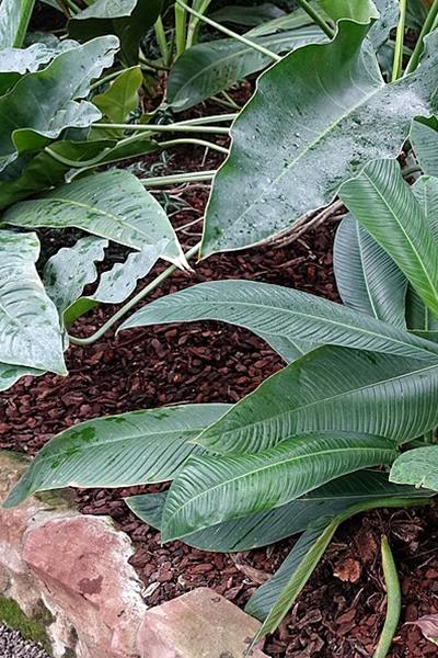Philodendron Wendlandii 8”