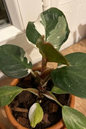 Philodendron White Knight 4”