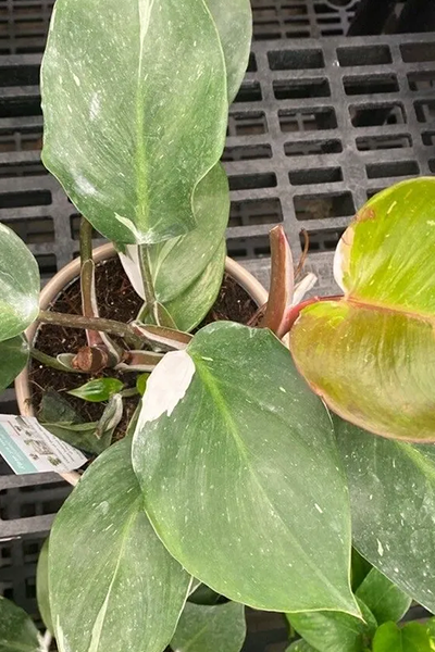 Philodendron White Knight 6” Pole