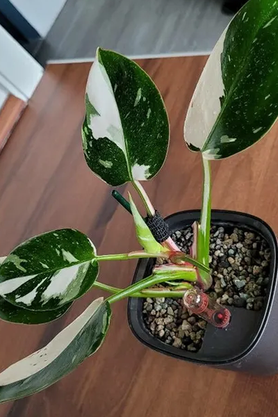 Philodendron White Princess 2”