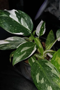 Philodendron White Wizard 4”