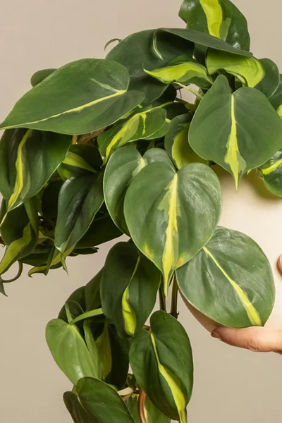 Philodendron Brasil 4"