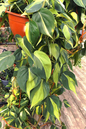 Philodendron Brasil 6"