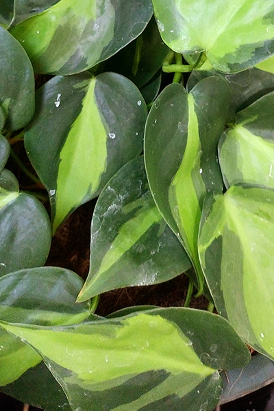 Philodendron Brasil 8" HB