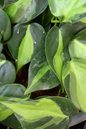 Philodendron Brasil 8" HB