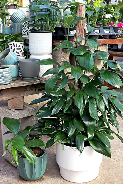Philodendron Dragon Tail 10” Hoop