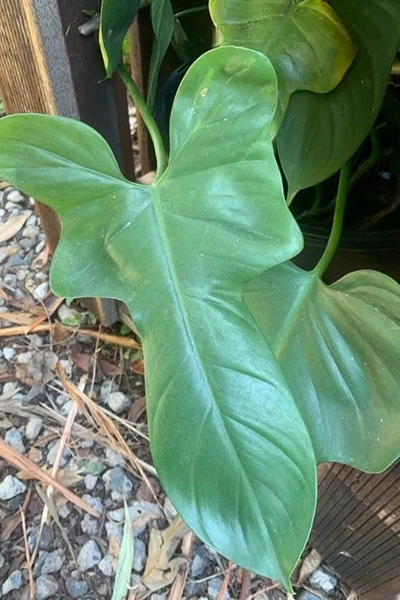 Philodendron Horsehead 4”